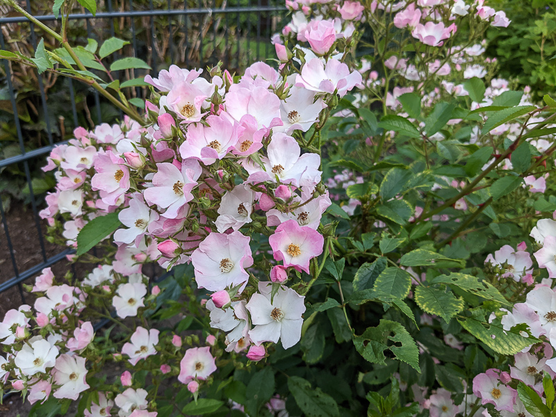Rose Ballerina